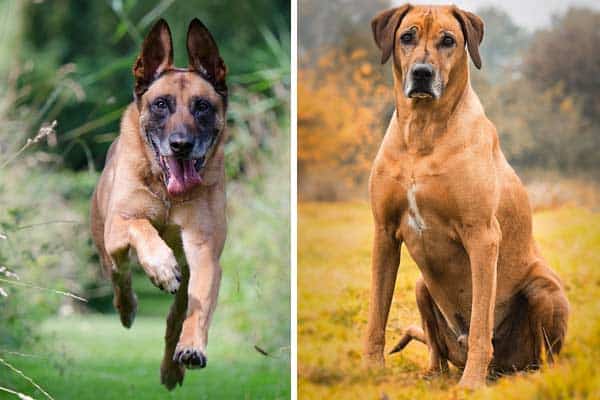 Belgian Malinois Rhodesian Ridgeback Mix