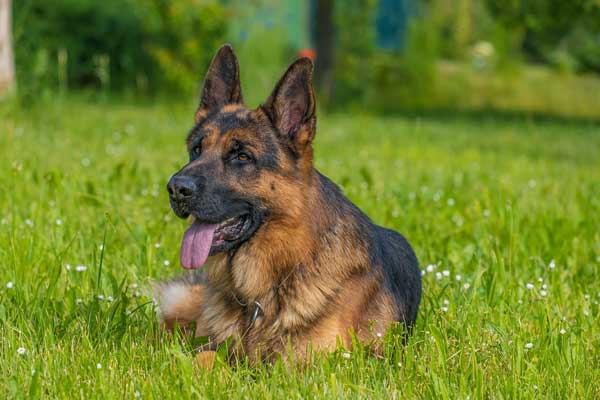 German Shepherd