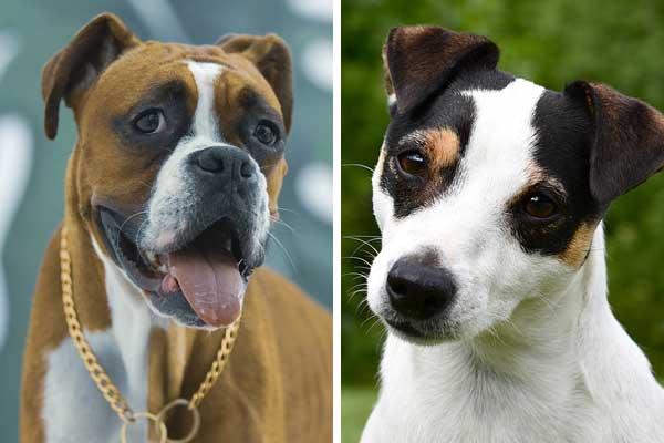 Boxer Jack Russell Mix: Adventures, Cuddles, and Lots of Fun