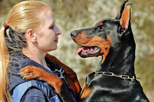 Do Doberman Pinschers Turn on Their Owners