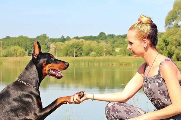 Do Doberman Pinschers Turn on Their Owners