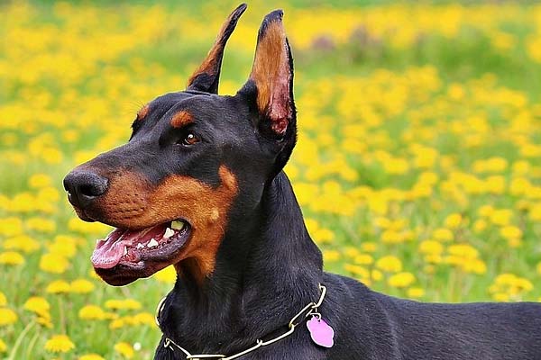 Best Dog Food for Dobermans