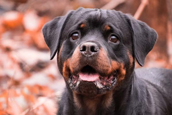 Best Dog Food for Rottweilers